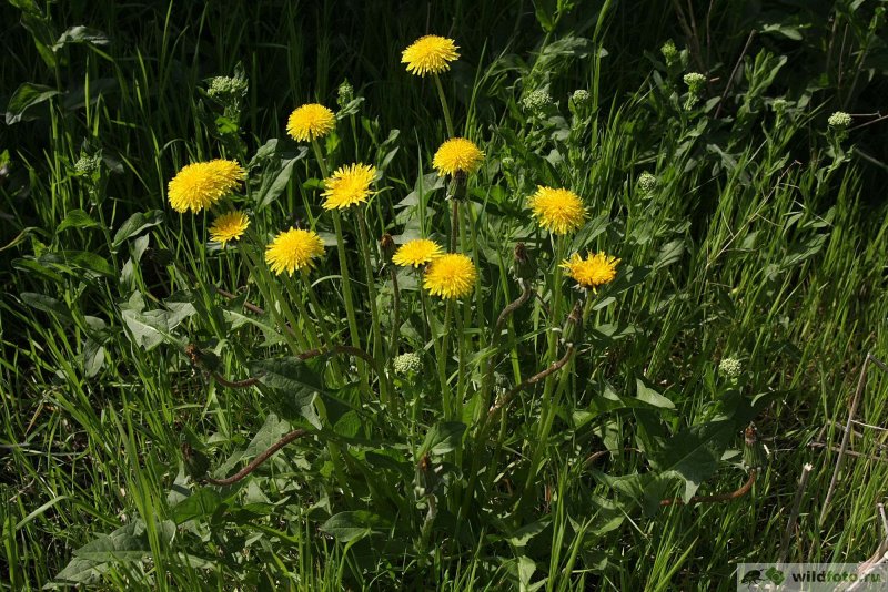 Одуванчик Taraxacum officinale;