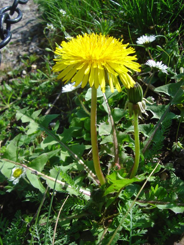 Одуванчик лекарственный – Taraxacum officinale