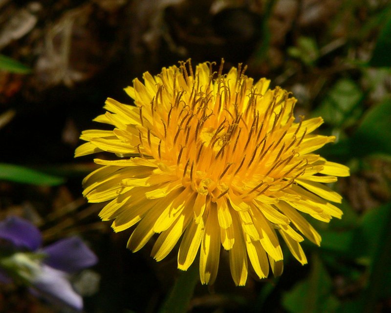 Taraxacum hollandicum