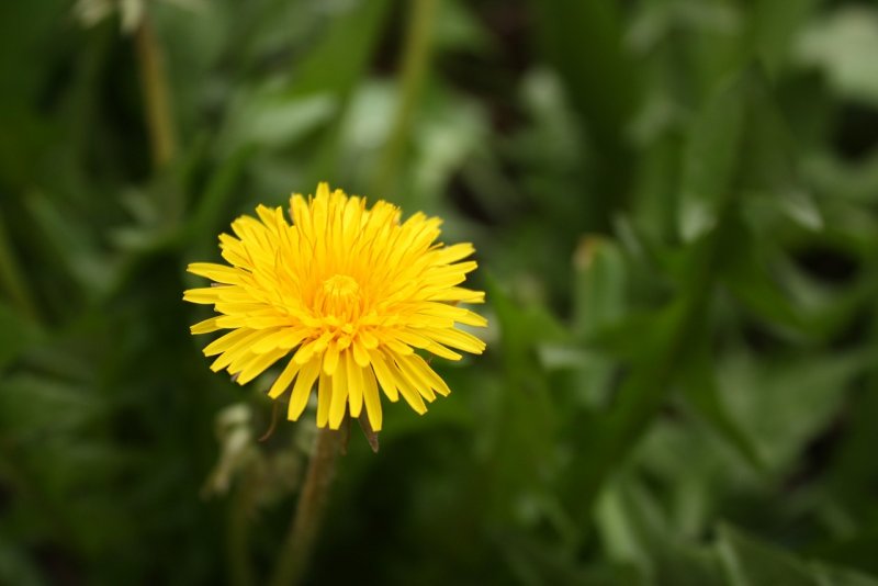 Одуванчик лекарственный Taraxacum officinale Wigg.