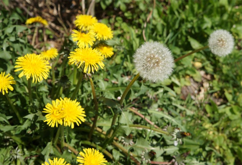 Одуванчик лекарственный – Taraxacum officinale