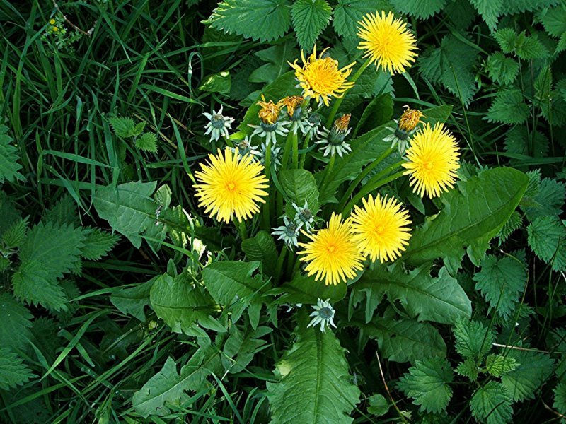 Taraxacum officinale листья
