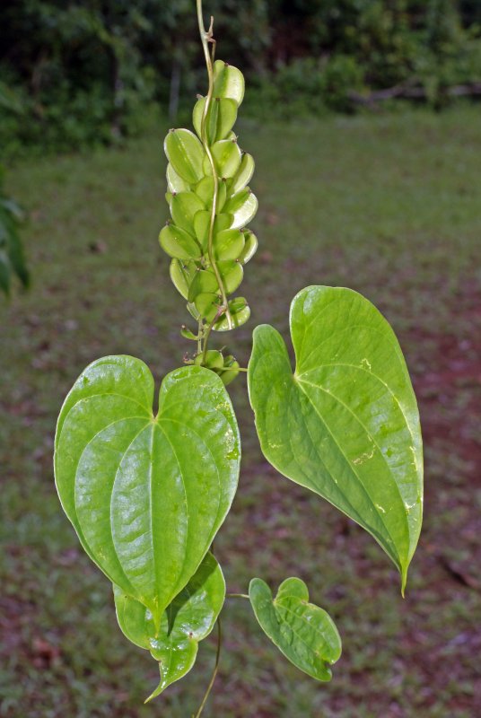Диоскорея занзибарская Dioscorea