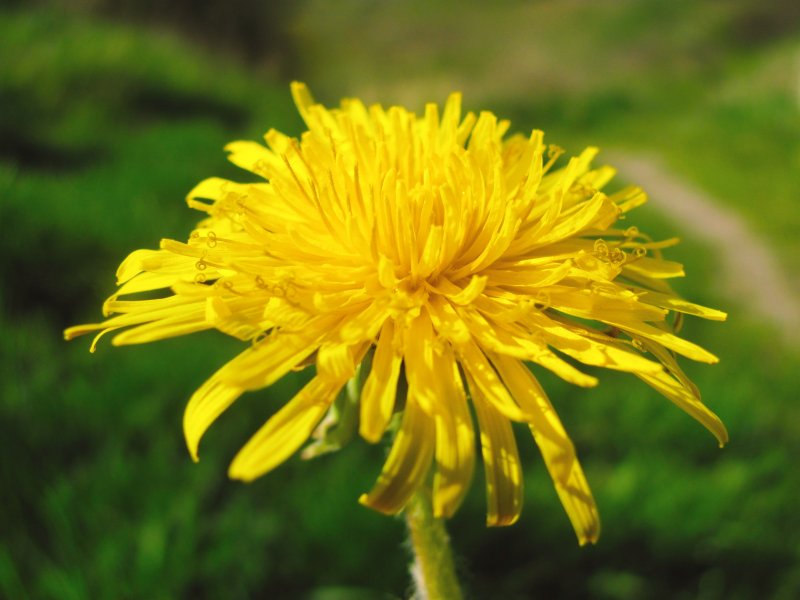 Одуванчик лекарственный - Taraxacum officinale Wigg. S. 1.: