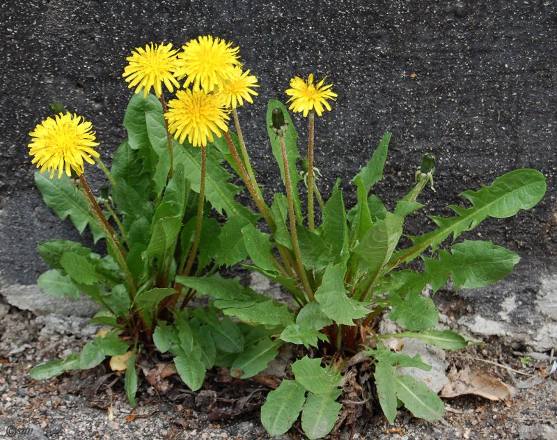 Одуванчик лекарственный Taraxacum officinale Wigg.