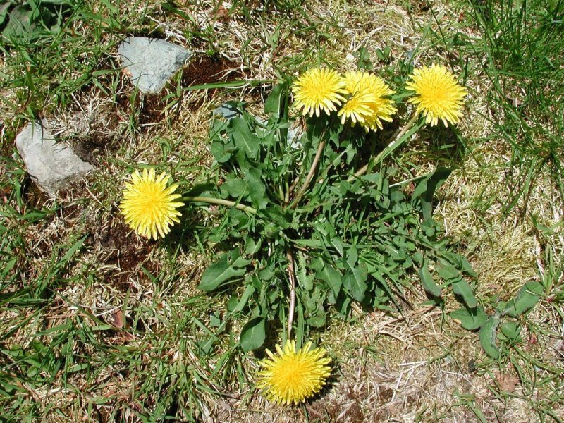 Одуванчик Taraxacum officinale;