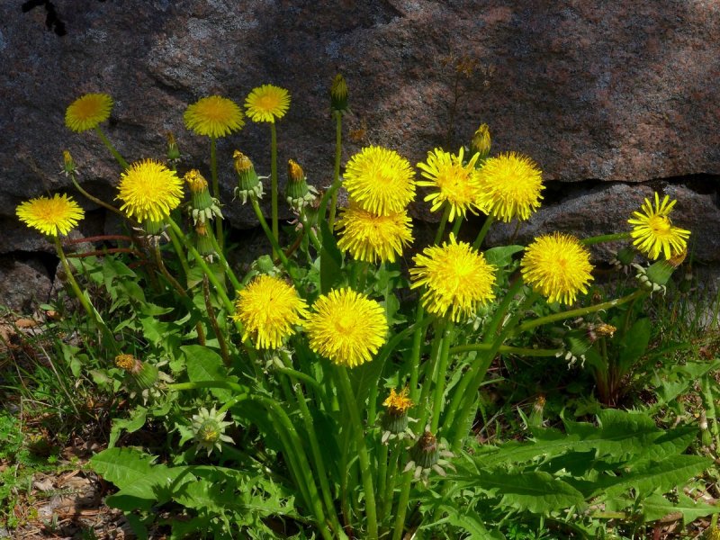 Одуванчик кипрский Taraxacum Cyprium