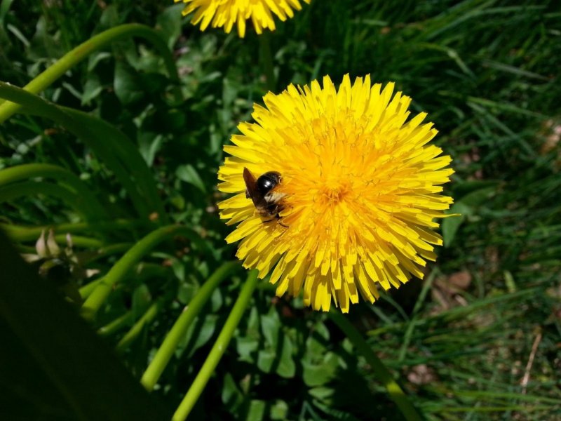 Сложноцветные одуванчик обыкновенный Taraxacum vulgaris