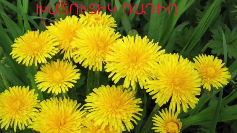 Одуванчик (Taraxacum)