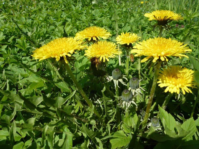 Одуванчик Taraxacum officinale;