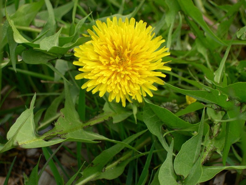 Taraxacum Serotinum