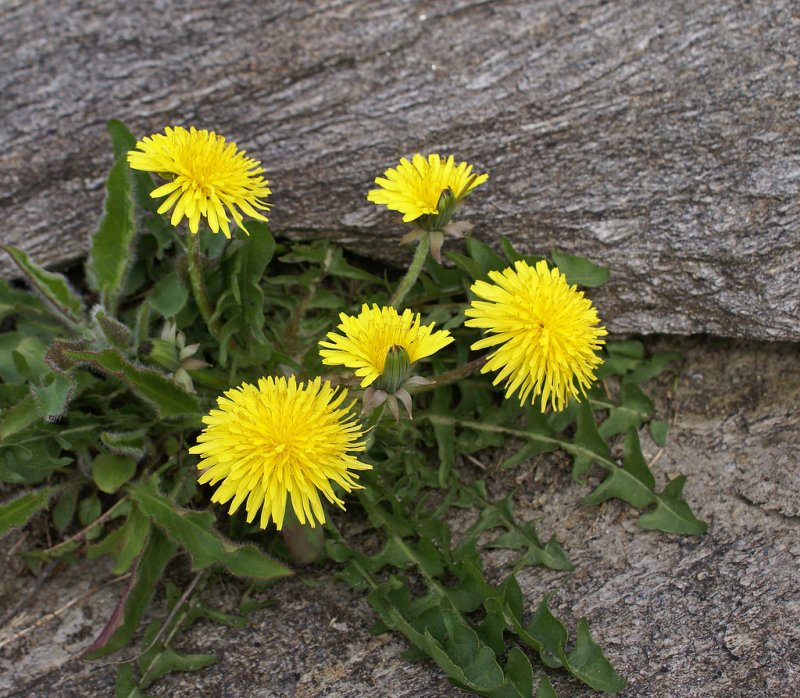 Taraxacum Ascophyllum