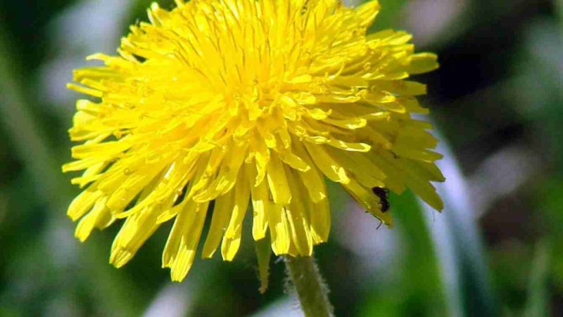 Одуванчик лекарственный (Taráxacum officinále)