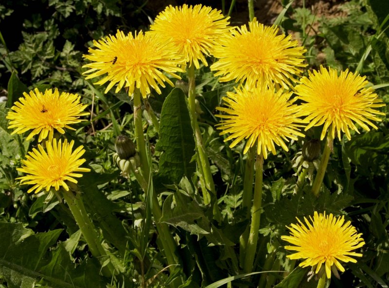 Одуванчик лекарственный Taraxacum officinale Wigg. S.L.