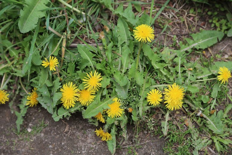 Одуванчик лекарственный - Taraxacum officinale Wigg. S. 1.: