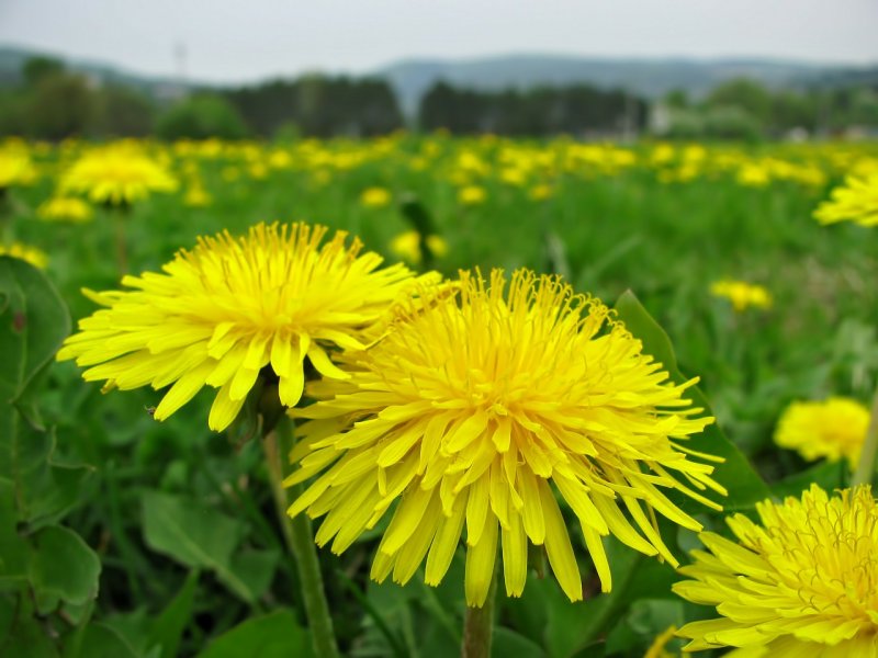 Одуванчик лекарственный – Taraxacum officinale