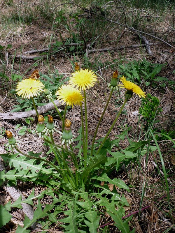 Taraxacum officinale листья