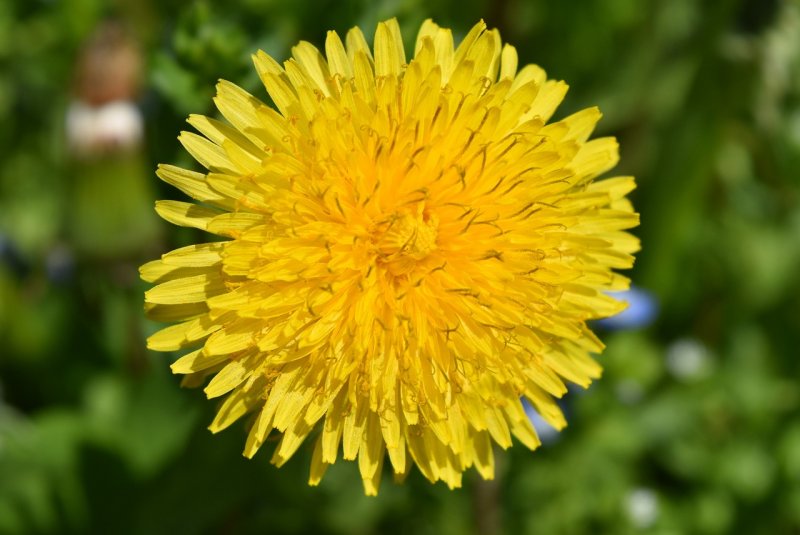 Фото Taraxacum