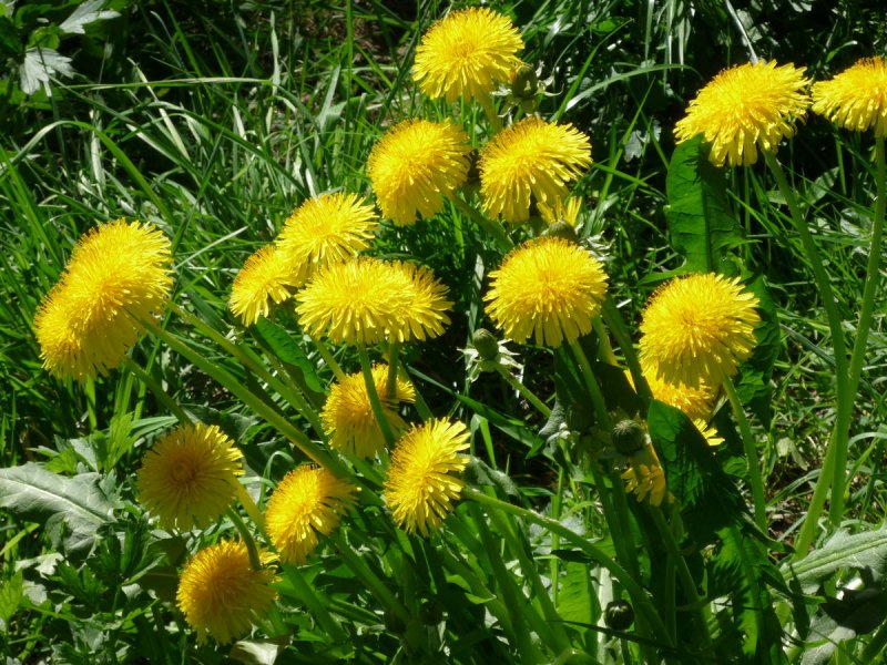 Taraxacum hyparcticum