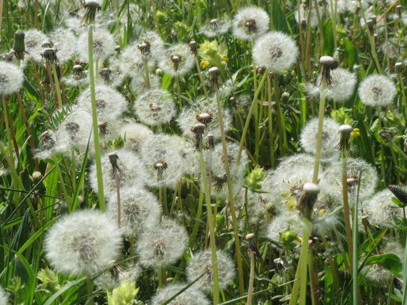 Одуванчик Taraxacum officinale;