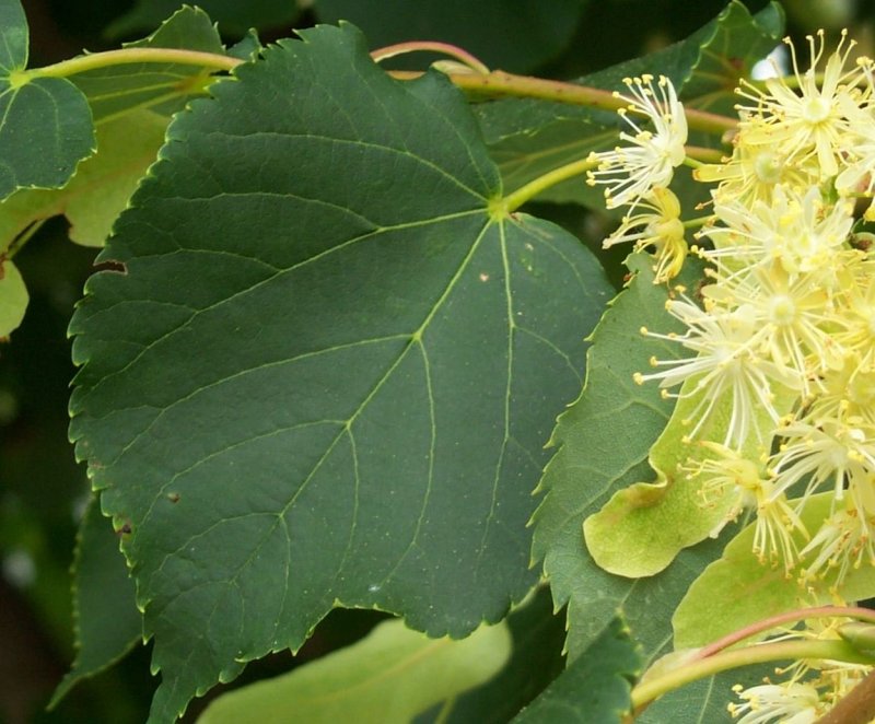 Липа мелколистная, сердцевидная (Tilia cordata)