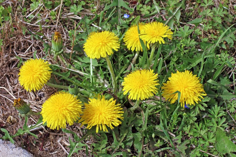 Asteraceae одуванчик