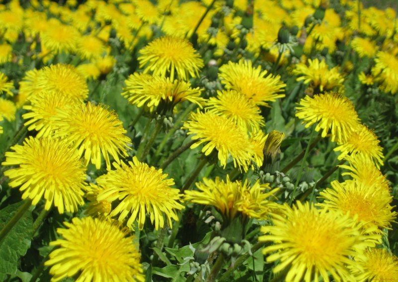 Taraxacum officinale листья