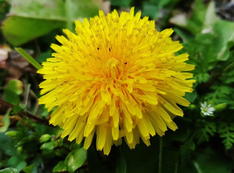 София Taraxacum