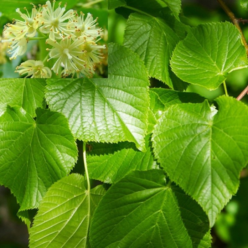 Липа мелколистная, сердцевидная (Tilia cordata)