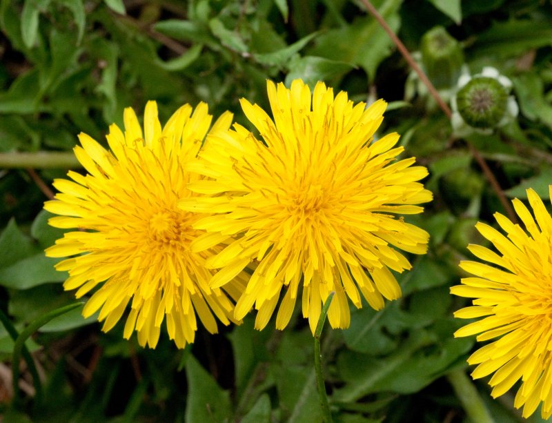 Одуванчик лекарственный Taraxacum officinale Wigg. S.L.