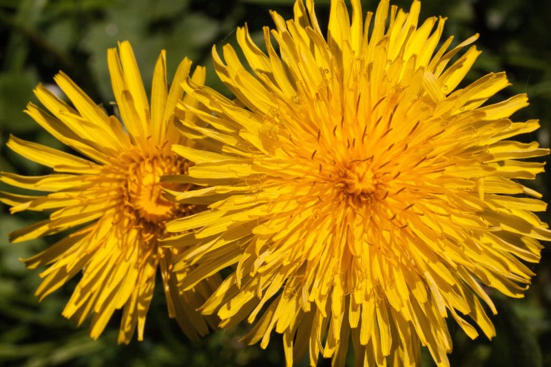 София Taraxacum