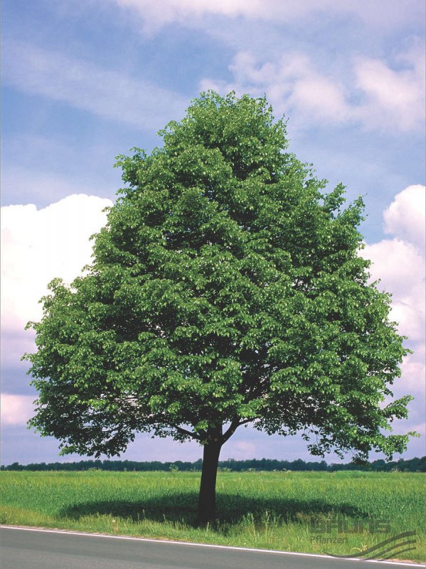 Липа мелколистная cordata