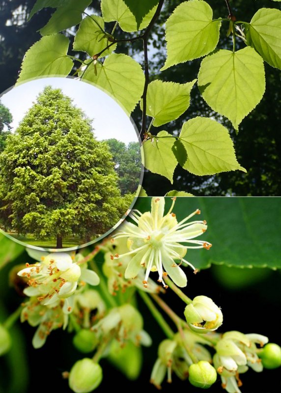 Липа мелколистная, сердцевидная (Tilia cordata)