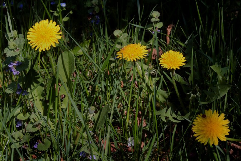 Taraxacum hollandicum