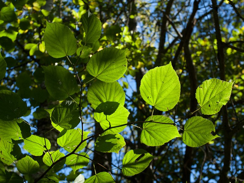 Липа мелколистная, сердцевидная (Tilia cordata)