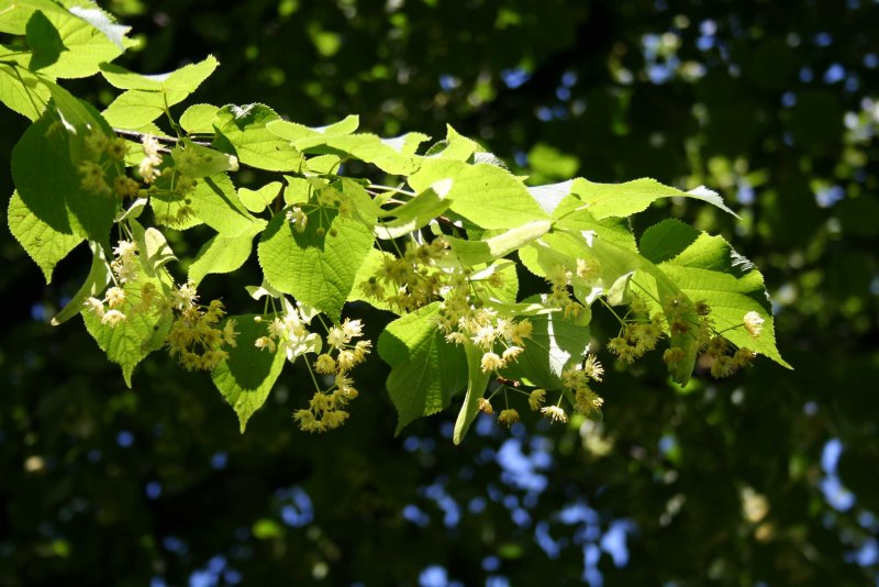 Липа японская Tilia japonica