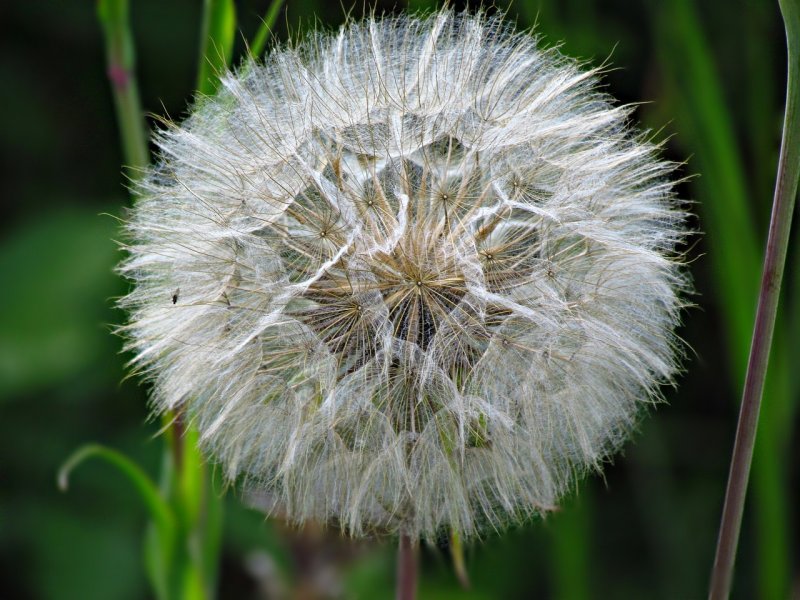 Одуванчик лекарственный Taraxacum officinale Wigg. S.L.