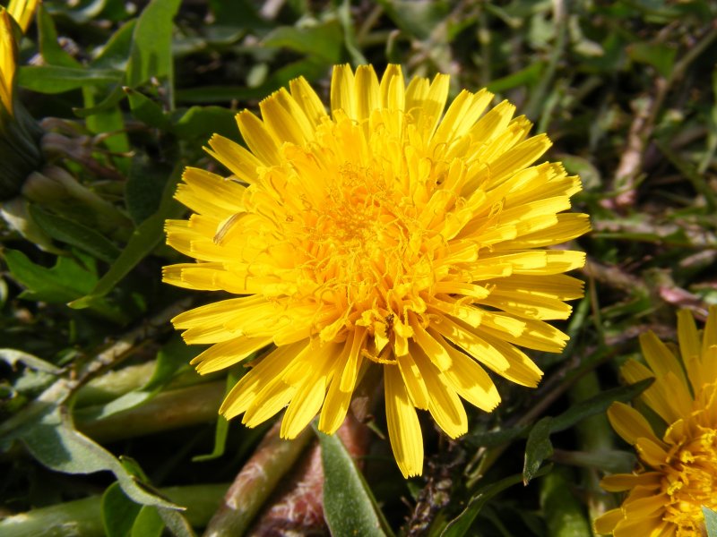Одуванчик Taraxacum officinale;