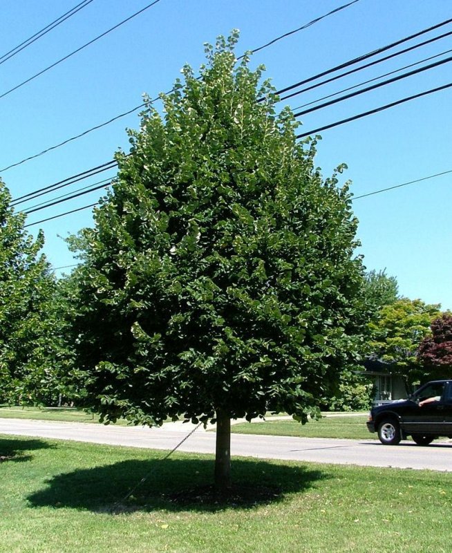 Липа мелколистная Tilia cordata