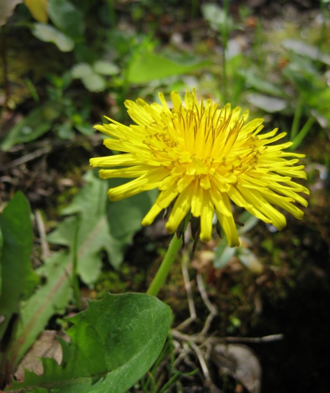 Taraxacum officinale семянки