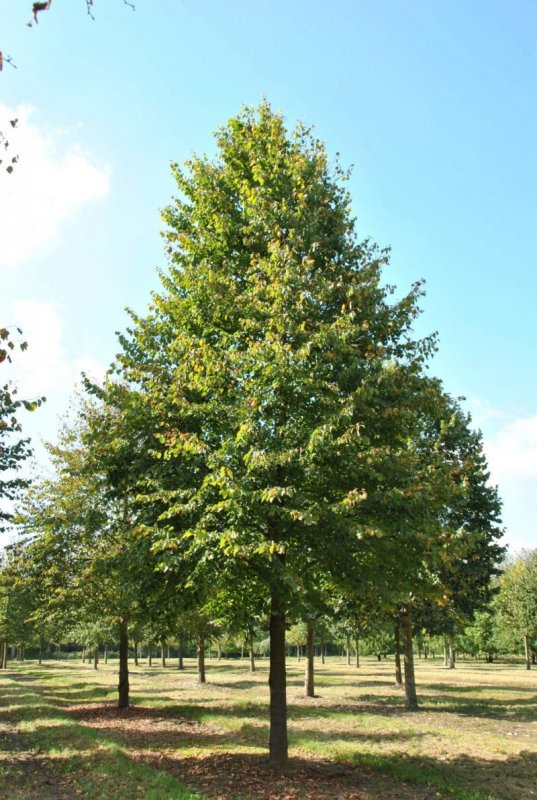Липа мелколистная cordata