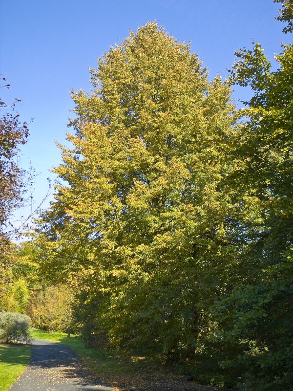 Липа мелколистная cordata