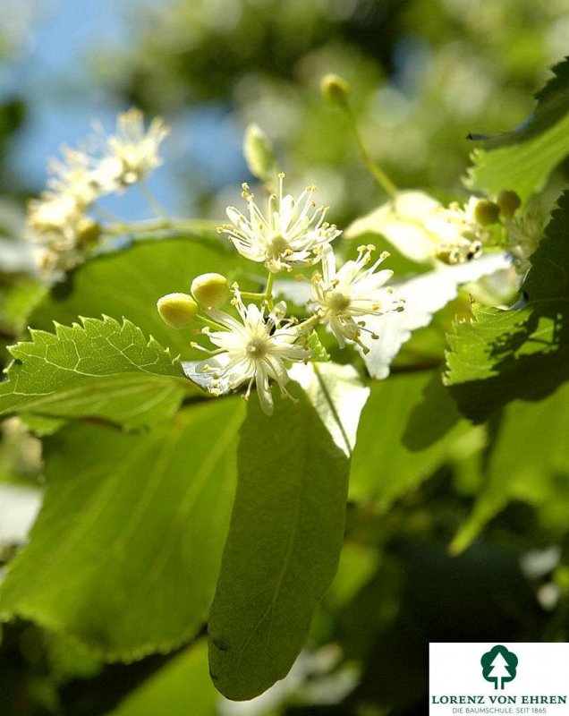 Липа мелколистная Гринспайер Tilia cordata Greenspire
