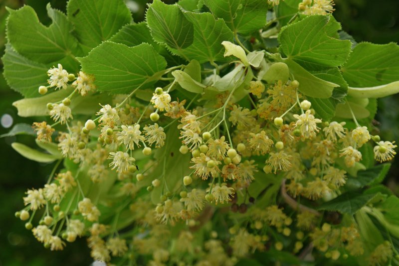 Липа сердцевидная Tilia cordata