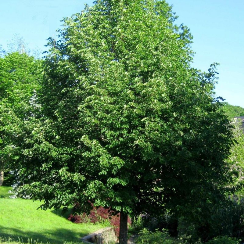 Липа мелколистная Tilia cordata