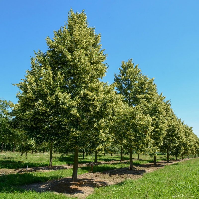 Липа мелколистная, сердцевидная (Tilia cordata)