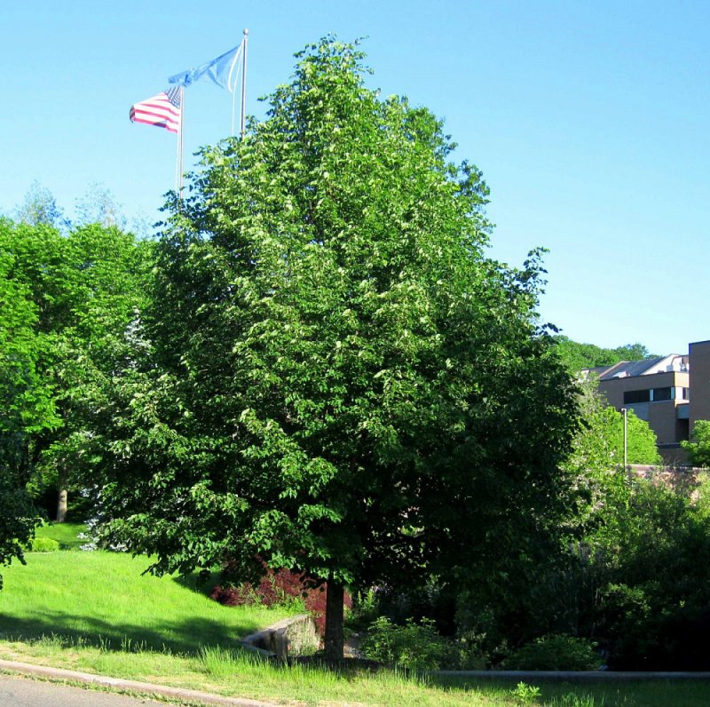 Липа мелколистная Tilia cordata
