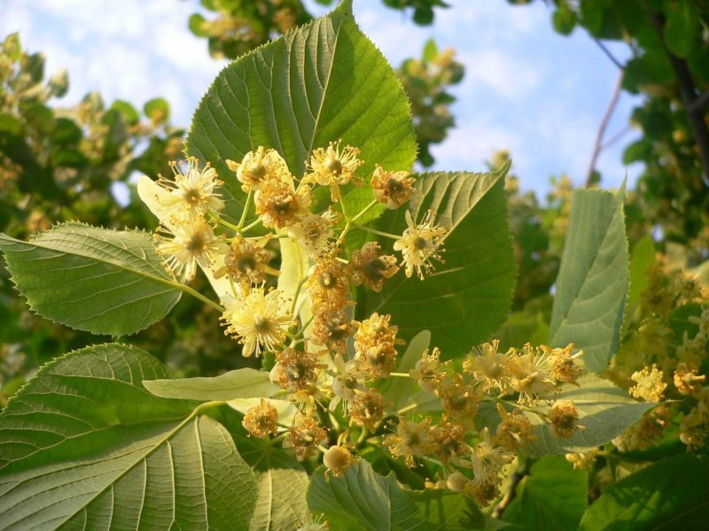 Липа Максимовича Tilia maximowicziana shirasawa