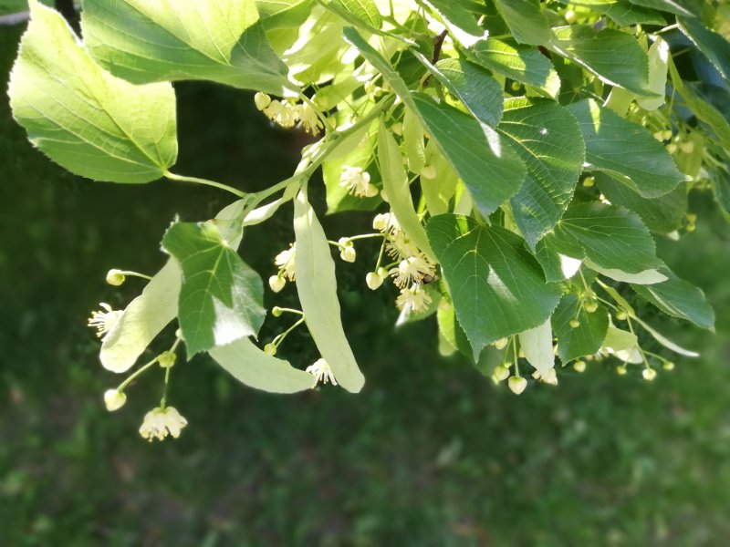 Липа мелколистная Tilia cordata плоды