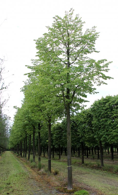 Липа Патриарх
